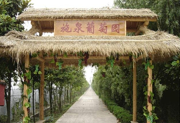 上海施泉葡萄园第 1 张图片