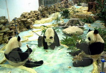 长屿硐天熊猫馆第 7 张图片