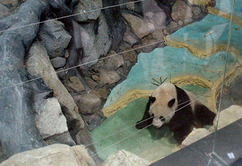 长屿硐天熊猫馆第 5 张图片