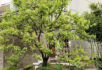 青村世外桃园第 3 张图片