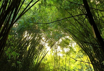 滨江森林公园第 32 张图片