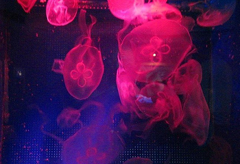 义乌海洋世界第 4 张图片