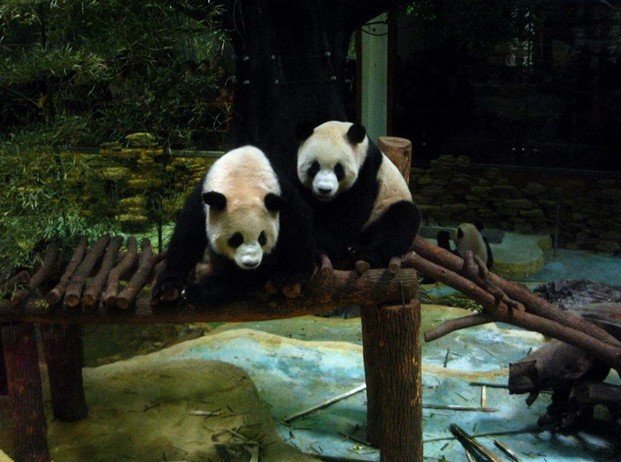 长屿硐天熊猫馆