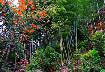 雨卜民族风情旅游度假村第 12 张图片