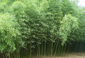 淡竹休闲谷第 5 张图片
