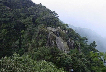 通天箩原始森林第 1 张图片
