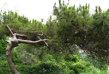 大雁山风景区第 5 张图片