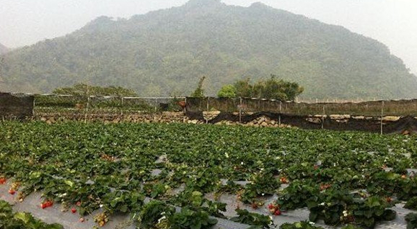 大湖春香草莓农场