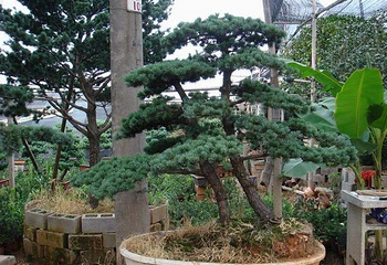 迎客松第 1 张图片