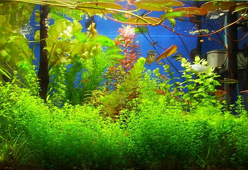 灿卫水族城第 1 张图片