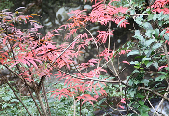 寨寮溪风景区-花岩国家森林公园第 5 张图片