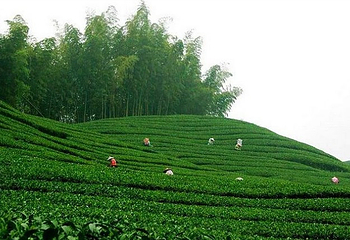 竹山第 1 张图片
