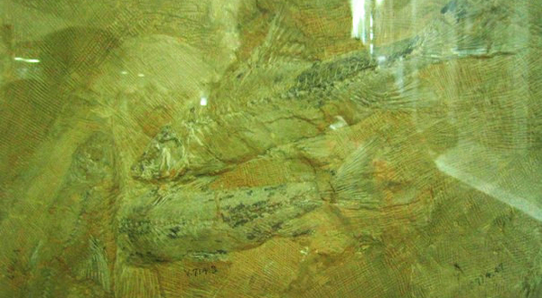 周口店鱼化石产地