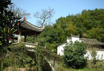 南方红豆杉第 1 张图片
