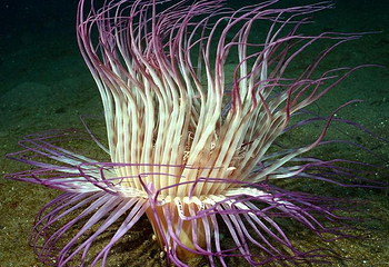 新加坡海洋生物园第 3 张图片