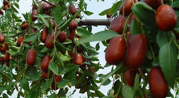 店子镇长红枣基地