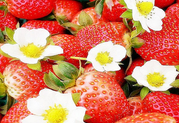 青岛夏庄菜盛源草莓采摘第 1 张图片