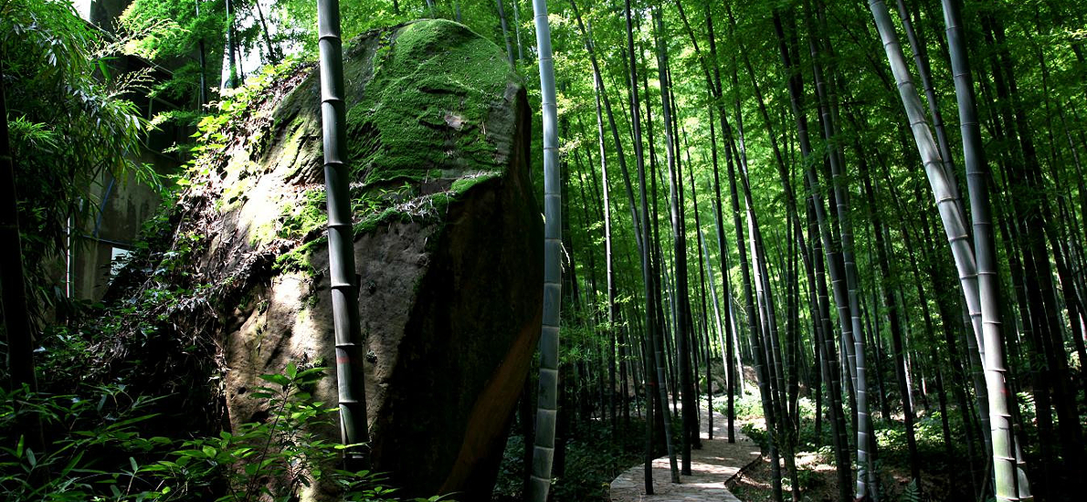 茶山竹海 - 旅游公司