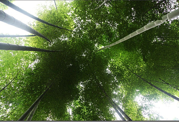 茶山竹海第 14 张图片