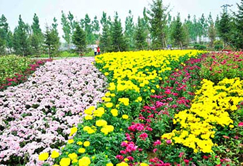 菊花文化节第 14 张图片