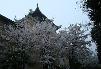 武汉大学第 8 张图片