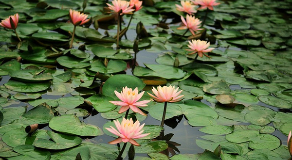 荷塘印象天府辣椒