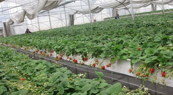 双流艺海美地草莓采摘