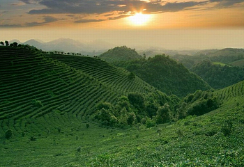 七仙峰茶场第 1 张图片