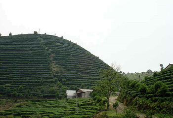 七仙峰茶场第 2 张图片