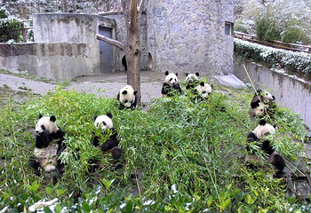 卧龙自然保护区第 28 张图片