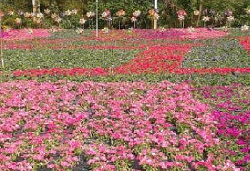 富丽湾桃花岛第 1 张图片