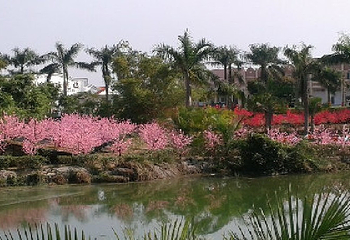富丽湾桃花岛第 2 张图片