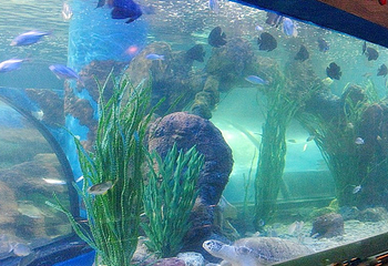 洛阳海底世界第 3 张图片