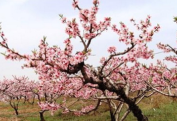 桃花源景区第 5 张图片