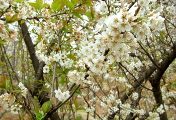 红山樱桃沟第 2 张图片
