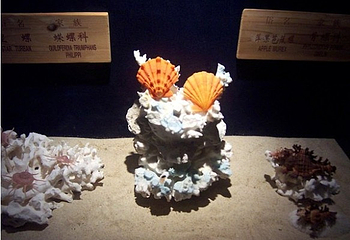 贝壳馆第 4 张图片