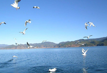 青海湖-鸟岛景区(不对外开放)第 21 张图片