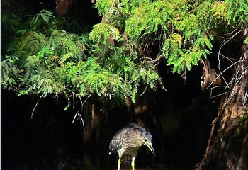 天河公园魔法森林第 4 张图片