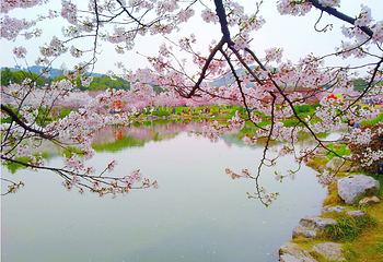 东湖樱花园第 39 张图片