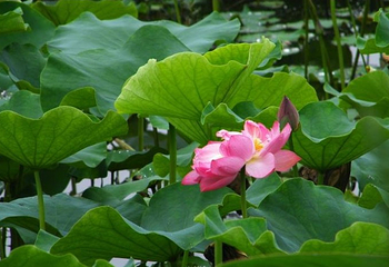 蜀水荷乡千手观音园第 9 张图片