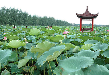 蜀水荷乡千手观音园第 8 张图片