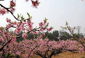 阳山水蜜桃采摘基地第 2 张图片