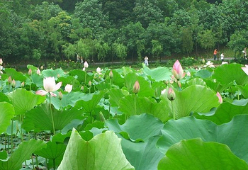 莲花山公园第 23 张图片