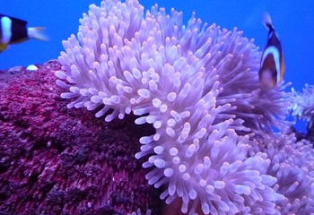新加坡海洋生态馆第 8 张图片
