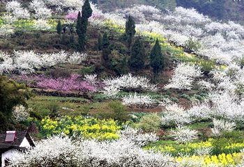 统景印盒李花生态旅游区第 5 张图片
