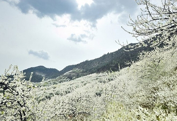 统景印盒李花生态旅游区第 1 张图片