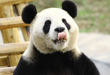 阆中熊猫乐园第 3 张图片