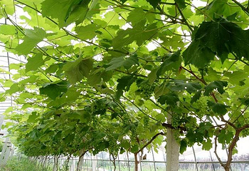 七彩龙珠葡萄科技园第 1 张图片
