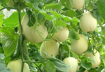 万宝草莓果蔬园第 4 张图片