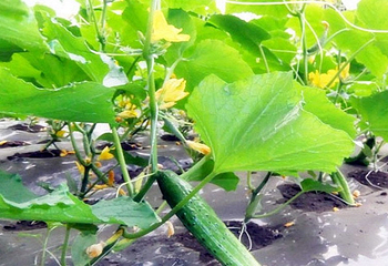 万宝草莓果蔬园第 3 张图片